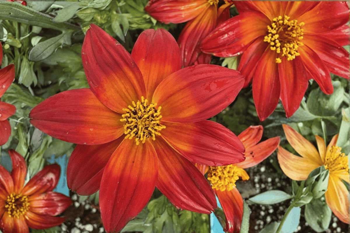 Smile Dark Red Beggarticks Bidens ‘Smile Dark Red’ — 1 Live Plant in 4-Inch Pot