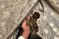 Night Eyes Begonia Starter Plants — 2 Live Plants in Soil Pods