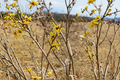 Early Bird Witch Hazel Hamamelis x intermedia - 15" Grafted Live Plant, Yellow Winter Blooms