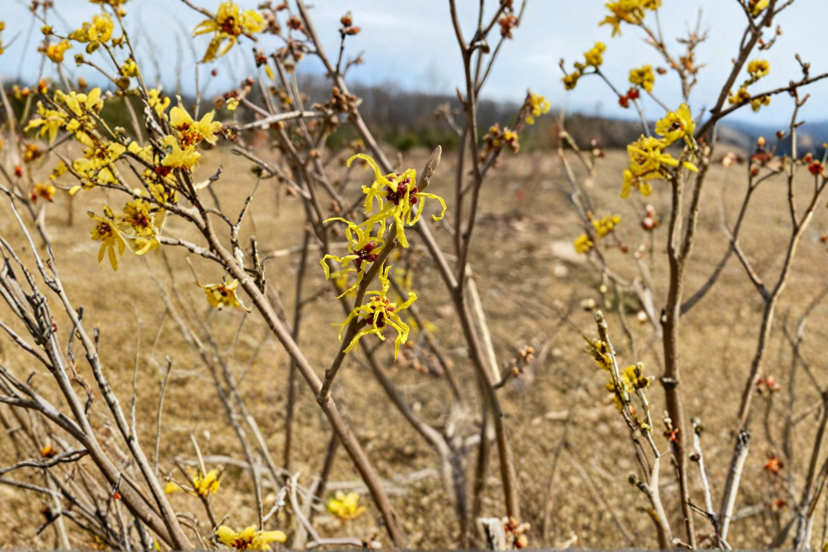 Early Bird Witch Hazel Hamamelis x intermedia - 15" Grafted Live Plant, Yellow Winter Blooms