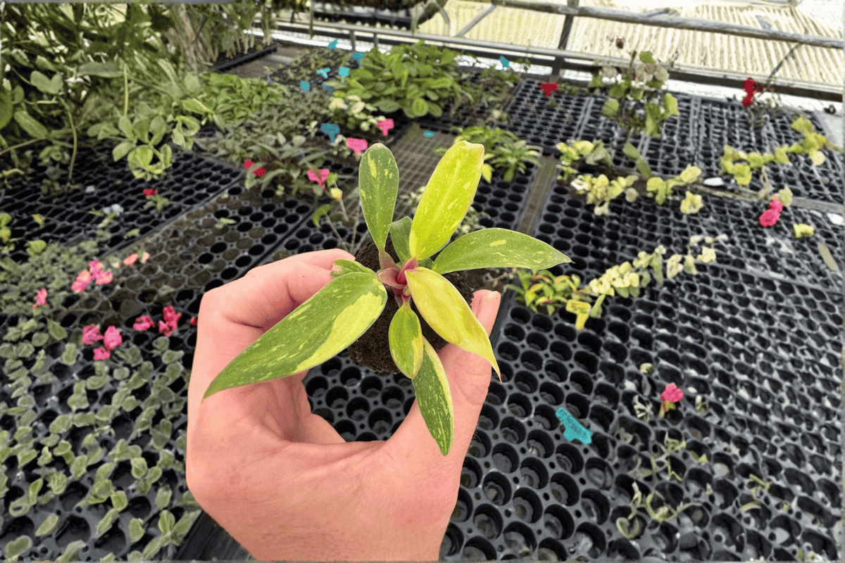 Variegated Prince of Orange Philodendron Starter Plants (2) – Bare Root