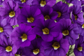 Calitastic Violaceous Million Bells (Calibrachoa) 4-Inch Live Plant