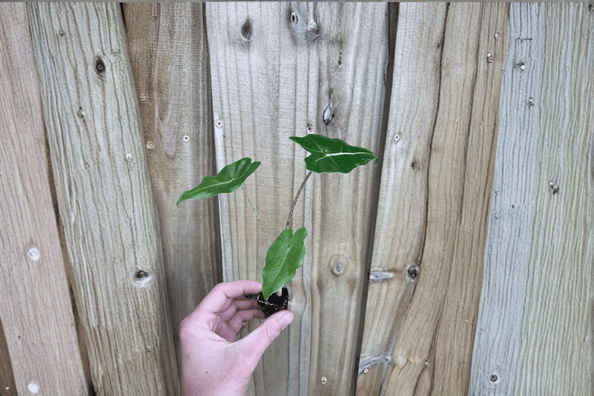 Alocasia Sarian Live Starter Plants (2) – Bare Root