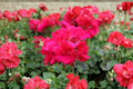Double Bright Pink Geranium Cuttings (Pelargonium) - 4 Unrooted Cuttings, Bare-Root