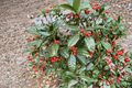 Nellie R. Stevens Holly 12 Inch Live Plant 1 Gallon Pot | Ilex × Nellie R. Stevens
