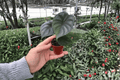 Alocasia baginda 'Dragon Scale' Starter Plants (2) - Bare Root, 2-Inch Grown