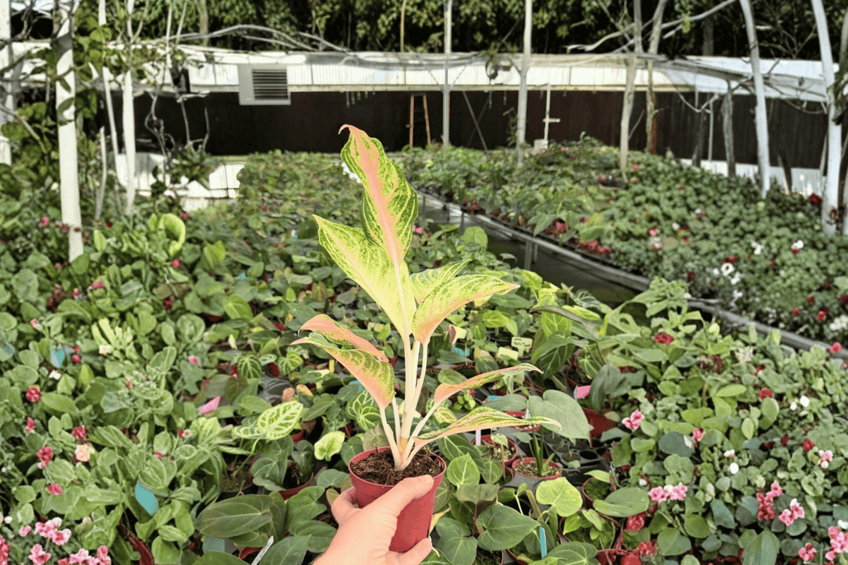 Aglaonema Red Panama Live Plants - 2 x 4-Inch Pot (Fully Established Roots)
