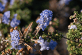 Ceanothus griseus var. horizontalis 'Carmel Creeper' - 4-Inch Live Plant