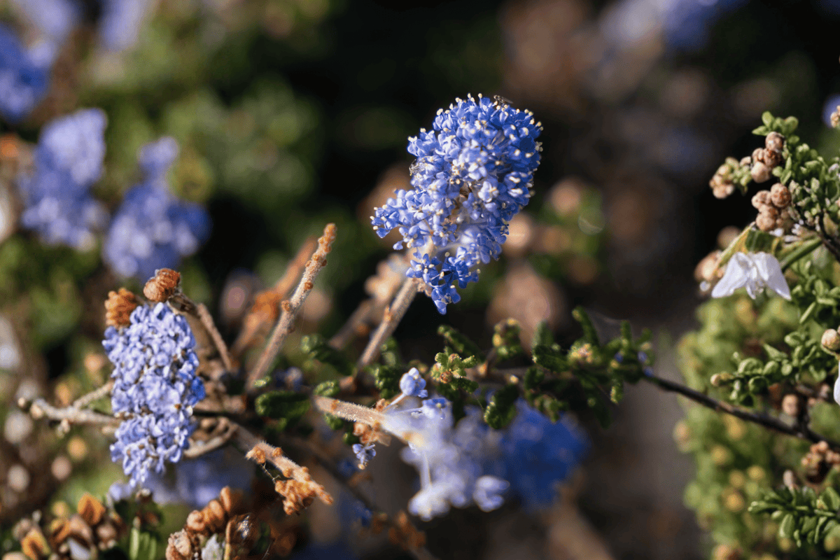 Ceanothus griseus var. horizontalis 'Carmel Creeper' - 4-Inch Live Plant