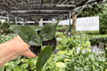 Alocasia Silver Wings Hybrid Live Plants - 2 in 4-Inch Pots (Silver Dragon × Scalprum)
