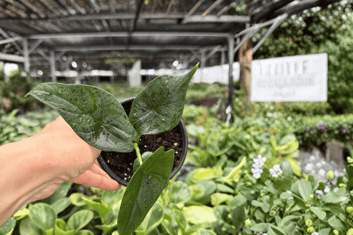 Alocasia Silver Wings Hybrid Live Plants - 2 in 4-Inch Pots (Silver Dragon × Scalprum)
