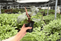 Philodendron Red Heart 2 Live Plants in 4-Inch Pots - Exact Plants Shipped Potted