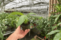 Philodendron panduriforme Live Plants - 2 in 4-Inch Pots