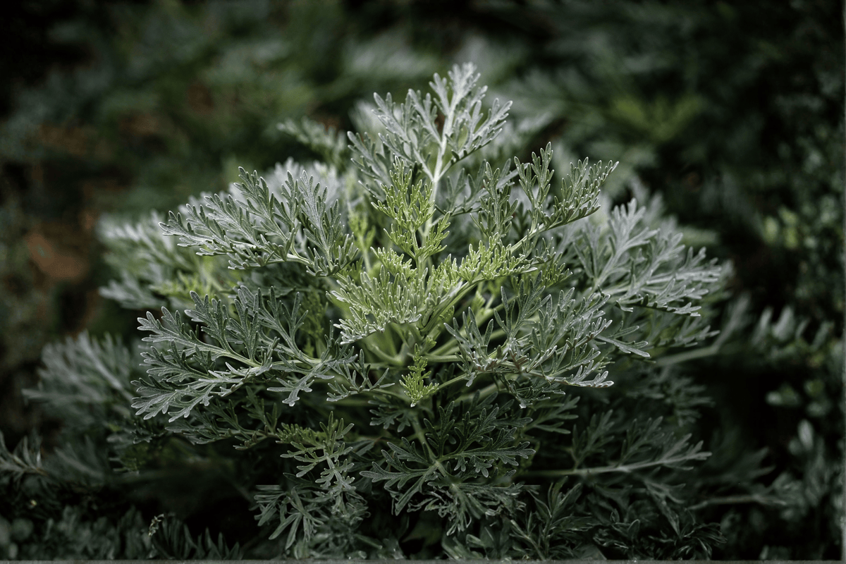 Canyon Gray Trailing Sagebrush (Artemisia californica ‘Canyon Gray’) - 4-inch Live Plant