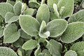 Big Ears Lamb’s Ear - Stachys byzantina ‘Big Ears’ | 4-Inch Live Plant