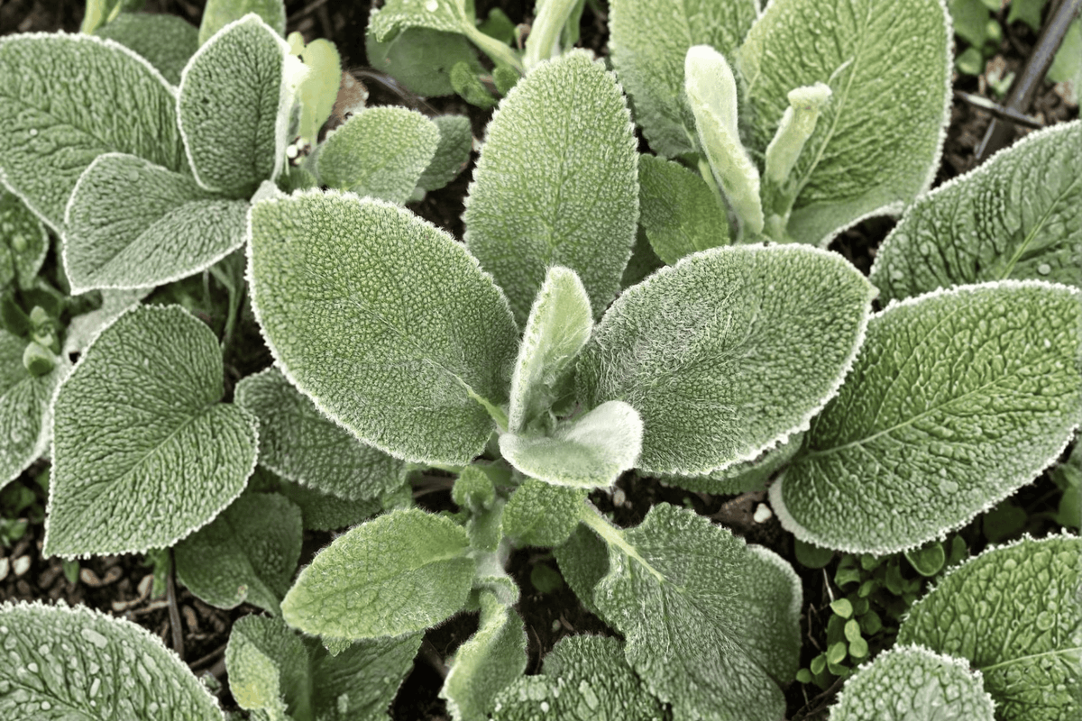 Big Ears Lamb’s Ear - Stachys byzantina ‘Big Ears’ | 4-Inch Live Plant