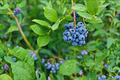 Tifblue Blueberry Plant | 4-6 ft Live Bush Vaccinium ashei - Sweet Blueberries