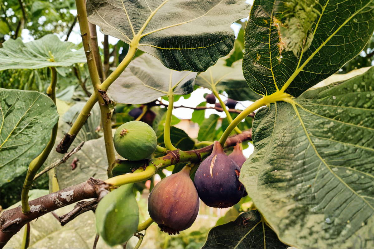 Black Mission Fig Live Plants (Ficus carica) - 2 Starter Plants