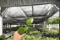 Rios Purple Sunset Hibiscus Live Starter Plant – 2 Bare Root Starter Plants Hibiscus rosa-sinensis