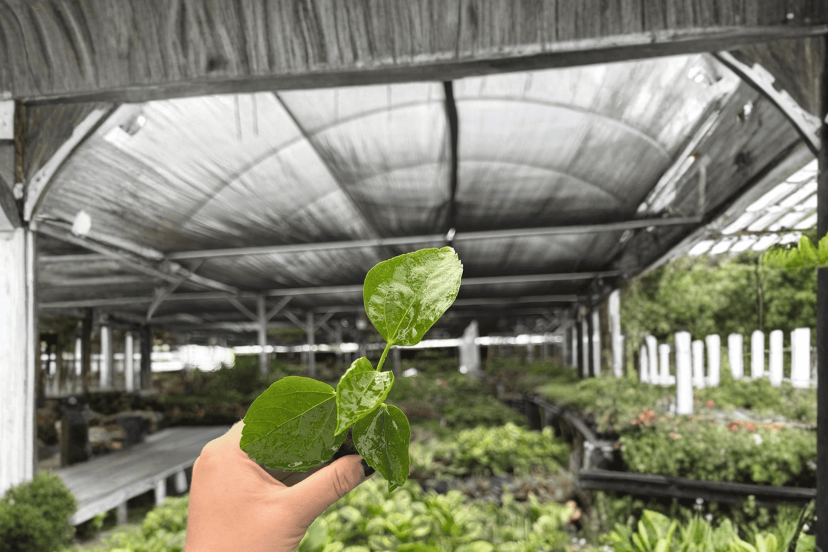 Rios Purple Sunset Hibiscus Live Starter Plant – 2 Bare Root Starter Plants Hibiscus rosa-sinensis