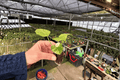 Philodendron Hope Aurea Starter Plants – 2 Live Bare-Root Cuttings