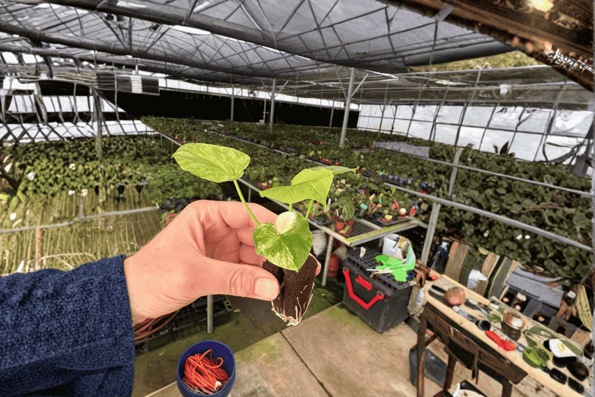 Philodendron Hope Aurea Starter Plants – 2 Live Bare-Root Cuttings