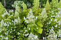 Hydrangea Kyushu Panicle Shrub – 1 Gallon Live Plant (Hydrangea paniculata) White Bloom