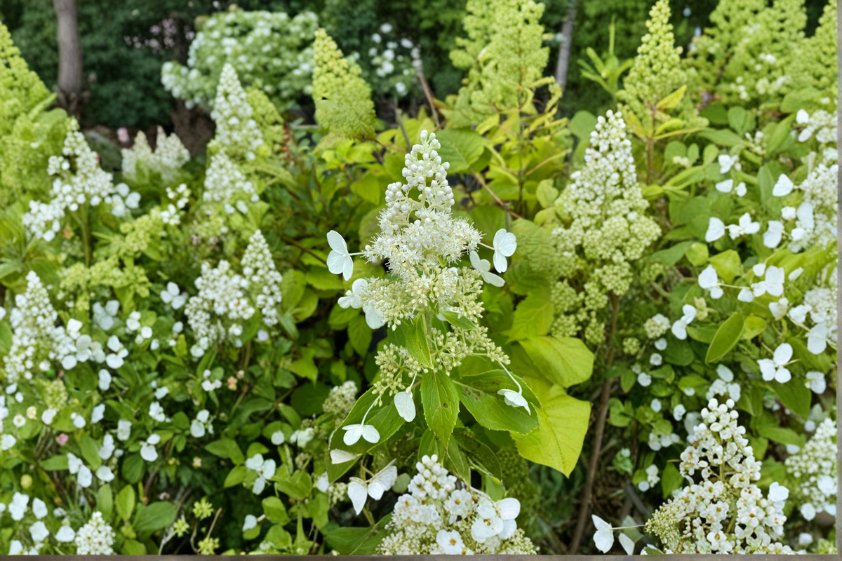Hydrangea Kyushu Panicle Shrub – 1 Gallon Live Plant (Hydrangea paniculata) White Bloom