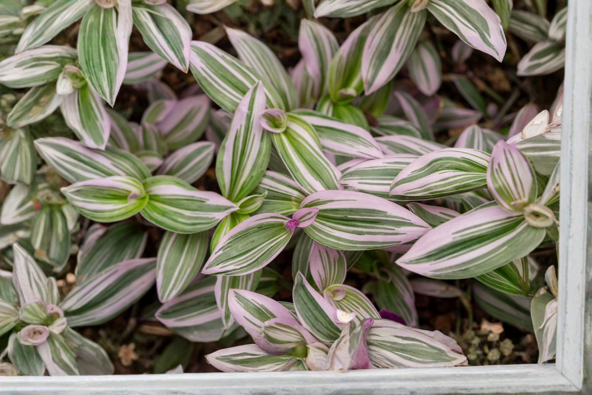 Tradescantia Nanouk Live Plant - Rooted in 4-Inch Pot