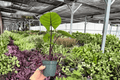 Hoya Silver Moon - 2 Live Plants in 4-Inch Pots (Potted)