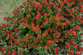 Scarlet Ovation Evergreen Huckleberry - 1 Gallon Pot, 8-10" tall