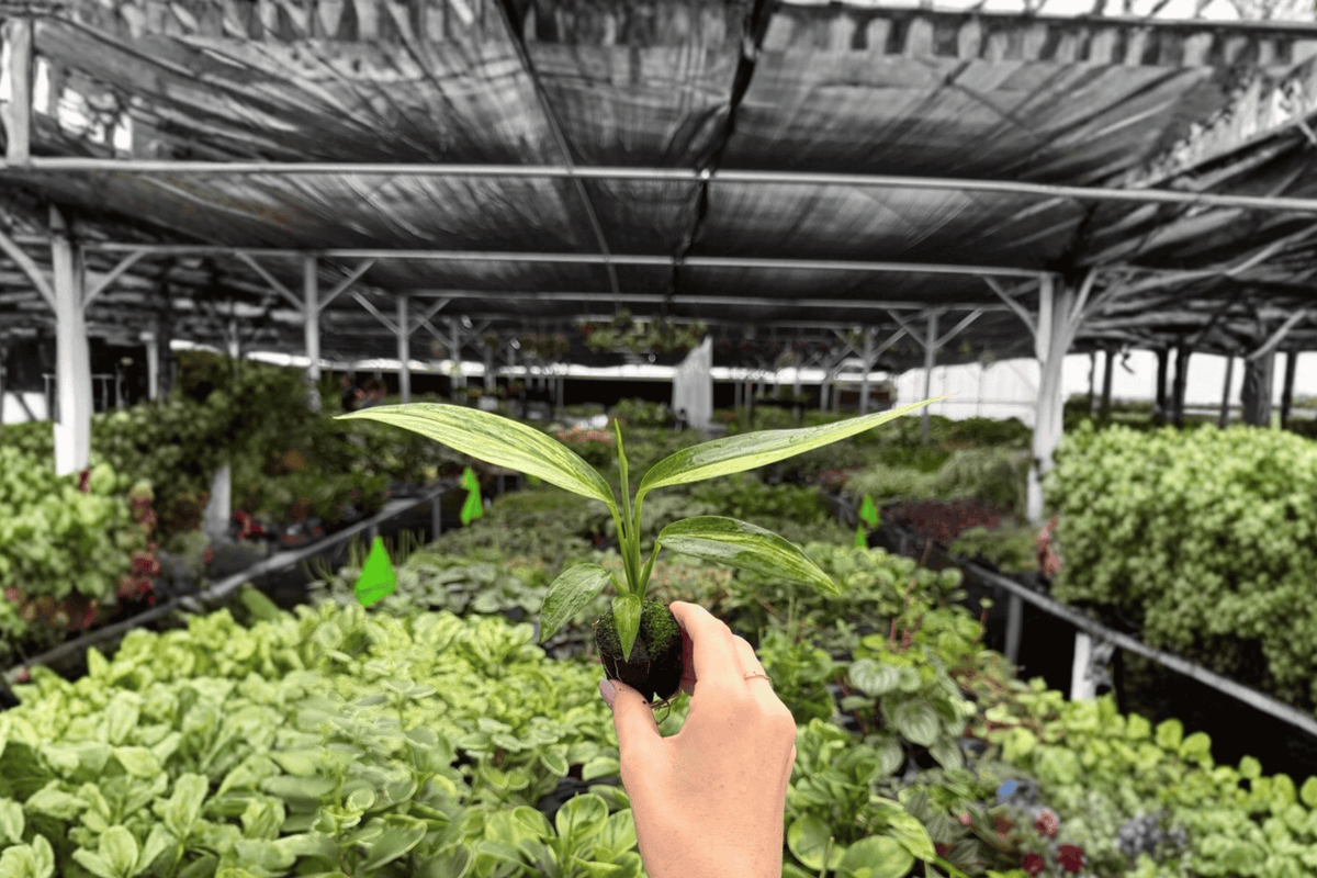Variegated Epipremnum Amplissimum Starter Plants - 2 Live Cuttings