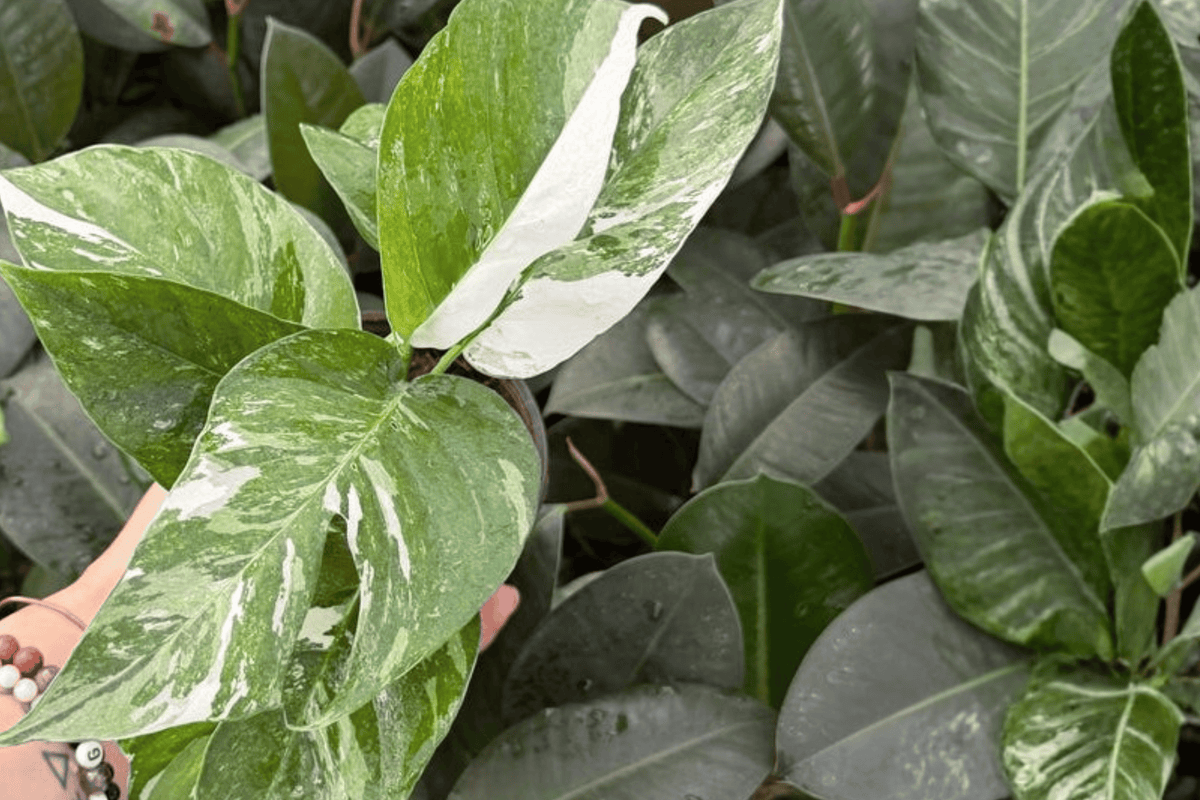Epipremnum Pinnatum Albo - 2 Bare Root Live Plants, 4-inch Pot Size (Exact Plants)