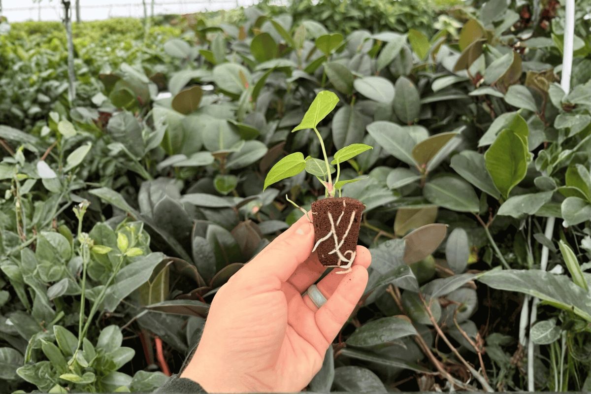 Anthirrrium Magnificum x Silver Blush Starter Plants (2) – In Plugs