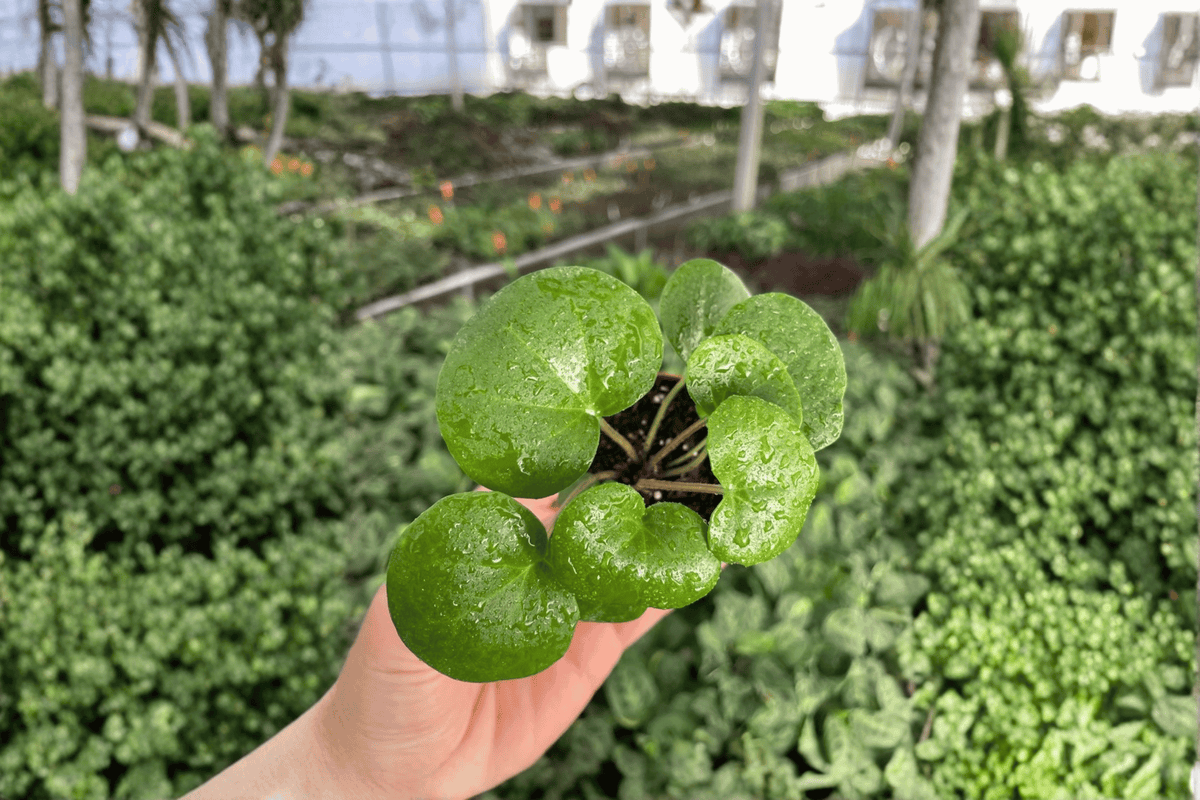Farfugium gigantea Giant Leopard Plant - 2 Live Plants in 2-Inch Pots