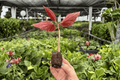 Begonia Benigo Pink Starter Plants (2) in Propagation Plugs