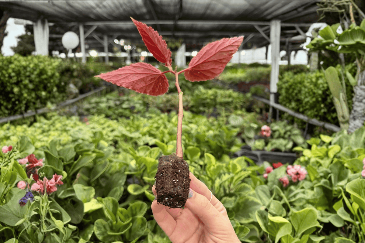 Begonia Benigo Pink Starter Plants (2) in Propagation Plugs