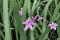 Society Garlic Live Plant Tulbaghia violacea — 4-Inch Pot