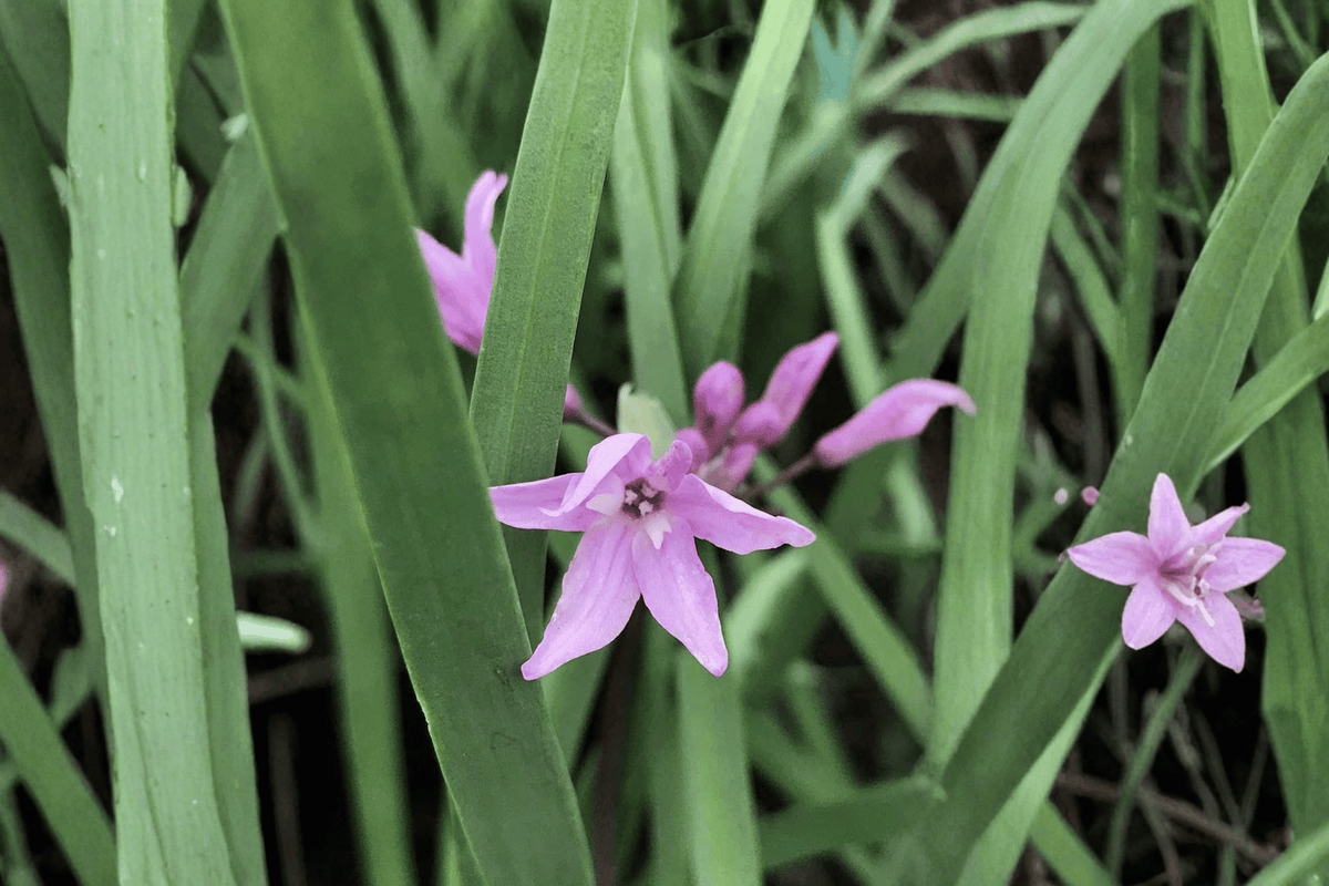 Society Garlic Live Plant Tulbaghia violacea — 4-Inch Pot