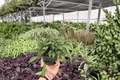 Hoya Rosita Live Plants (2) in 4-Inch Pots | Rosita Hoya Vines