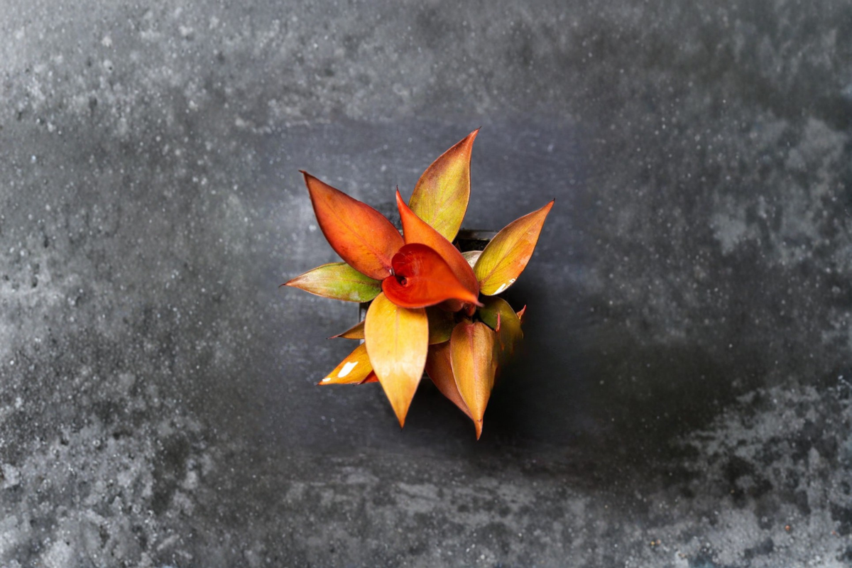Philodendron Red Sun Live Plant - 2-Inch Pot