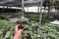 Calathea Fasciata Rotundifolia (Goeppertia fasciata) – 2 Live Starter Plants, 2-Inch Pots