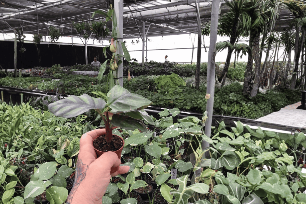 Calathea Fasciata Rotundifolia (Goeppertia fasciata) – 2 Live Starter Plants, 2-Inch Pots