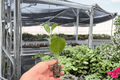 Marble Green Peperomia Starter Plants – Peperomia obtusifolia ‘Albomarginata’ (2-inch pots)