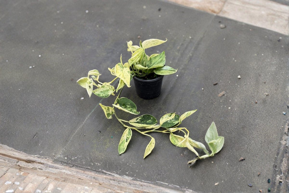 Scindapsus Marble Queen Satin Pothos - 4" Rooted Starter Plant