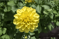 Cherie Lemon Dahlia - 1 Live Plant in 4-Inch Pot | Dahlia variabilis ‘Cherie Lemon’