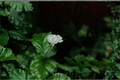 Little Duke Arabian Sambac Jasmine Live Plant - 12" Tall Jasminum sambac