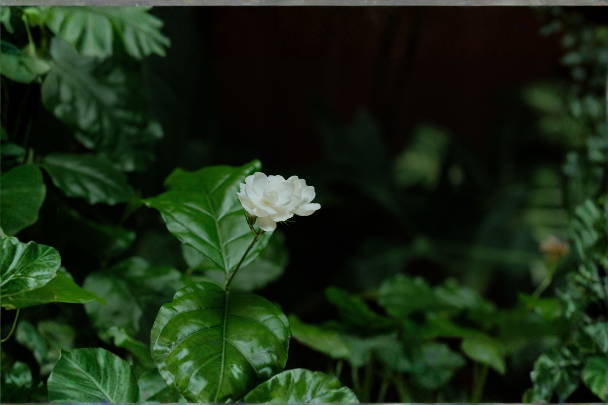 Little Duke Arabian Sambac Jasmine Live Plant - 12" Tall Jasminum sambac