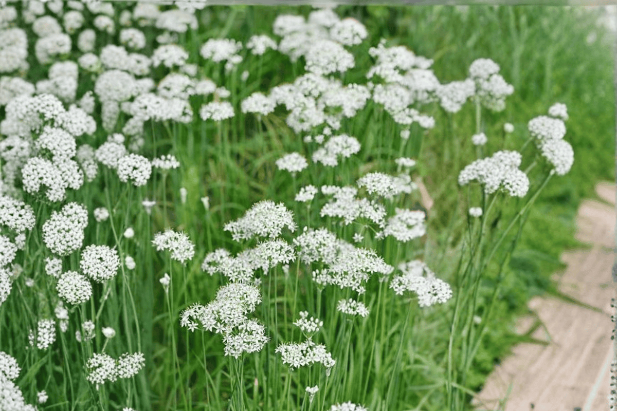 Garlic Chives Allium tuberosum - 1 Live Plant in 4-Inch Pot