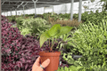Anthurium Hoffmannii × Green Mamba - 2 Live Plants in 4-Inch Pots (Exact Plants)